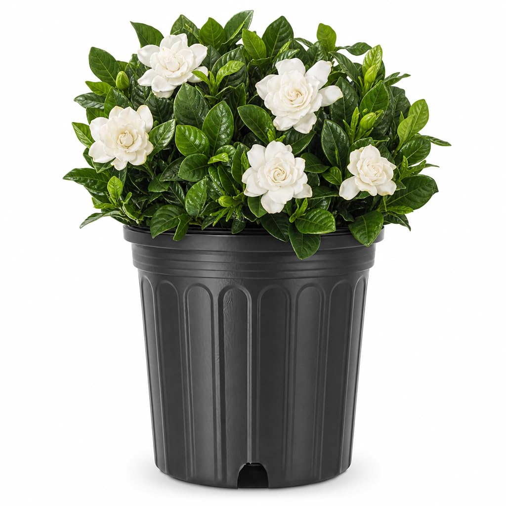 Gardenia Jasminoides 3 Gallon Live Shrub O5240