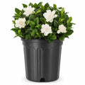 Gardenia Jasminoides 3 Gallon Live Shrub O5240
